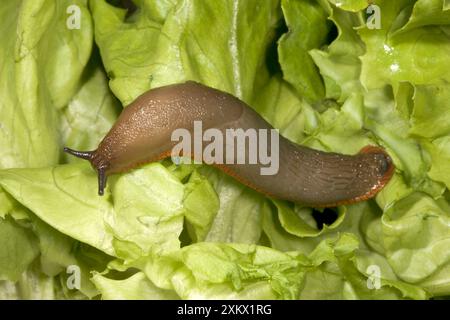 Gemeinsamer großer Garten Slug - auf Salat Stockfoto