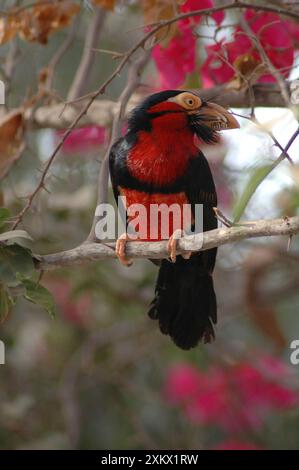 Bärtiger BARBET Stockfoto