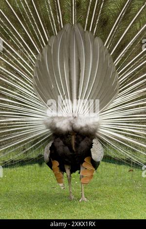 Pfau/Pfauze – männlich an weiblich, Rückansicht Stockfoto