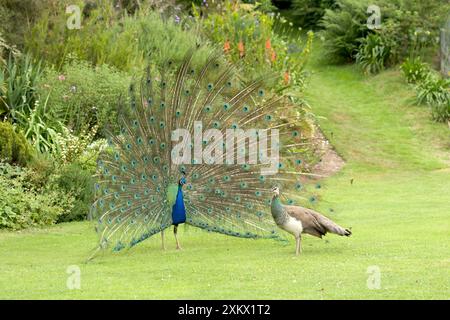 Pfau / Pfauze - männlich, weiblich / Pfauze Stockfoto