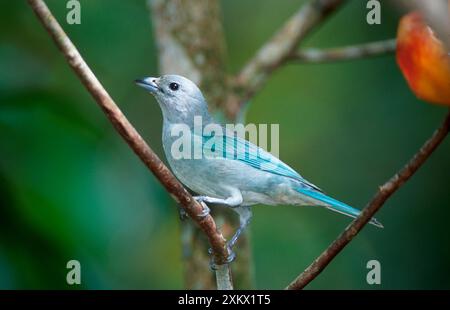 Blau-graues Tanager - im Baum Stockfoto