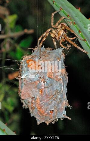 Regenspinne – weibliche Schutzhülle vor kurzem geschlüpft Stockfoto