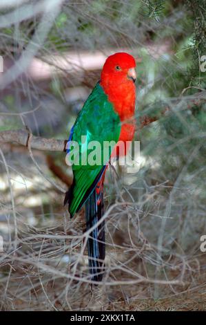 Australischer King-Parrot - männlich, im Baum Stockfoto