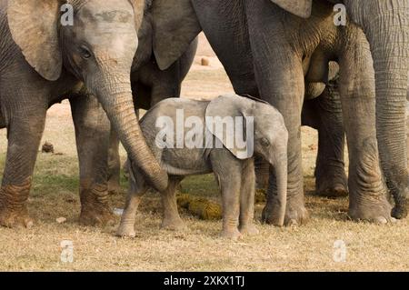 Afrikanischer Elefant - Kalb wird von Erwachsenen genährt Stockfoto