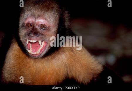 Gelbbrüste KAPUZINERKUCHIN/Kapuzinerkuchin mit Buff-Kopf Stockfoto