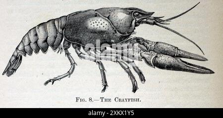 Schwarz-Weiß-Illustration: Europäisch / Noble / Stockfoto