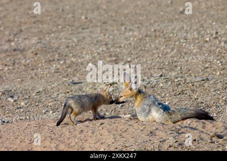 Cape Fox - Jungtiere zur Begrüßung eines Erwachsenen. Stockfoto