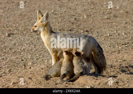 Cape Fox - Jungjunges Jungtier Stockfoto