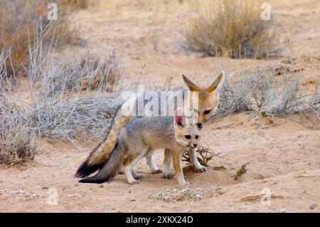 Cape Fox - weibliche Pflegesohle Stockfoto