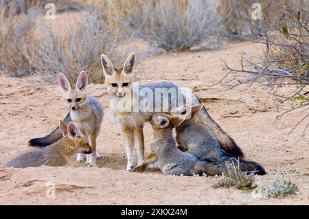 Cape Fox - weibliche Säuger, die gut erwachsen sind Stockfoto