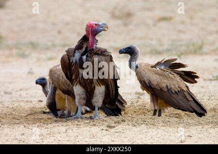 Lappet-face (Aegypius tracheliotus) und White-back Stockfoto