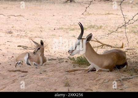 Springbok - Männchen im Schatten mit Lamm Stockfoto