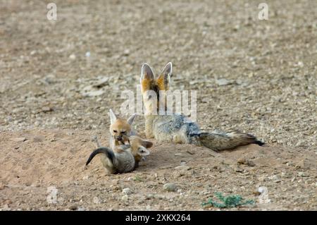 Cape Fox - Welpen spielen von Erwachsenen. Stockfoto