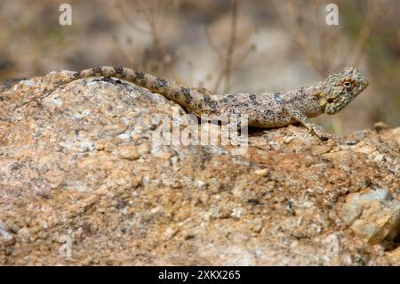 Southern Rock Agama – weibliche Bänke auf Felsen. Stockfoto