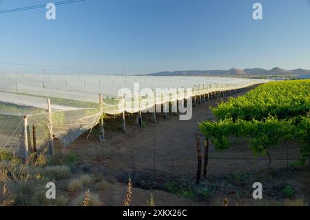 Vogelschutznetz zum Schutz des Weinbergs Stockfoto