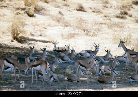 Herde von Springböcken, die mittags im Schatten ruhen. Stockfoto