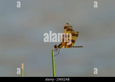 Braungepunktete gelbe Libelle Stockfoto