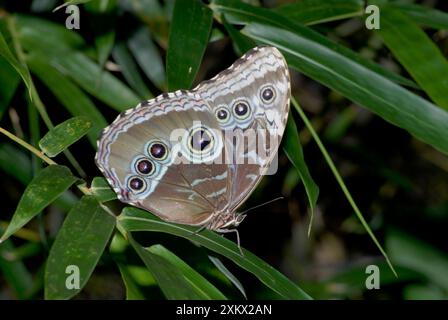 Blauer Morpho-Schmetterling - ruhend, mit Unterflügelmuster. Stockfoto