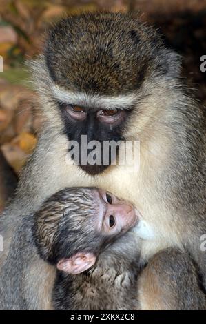 Vervet Affe - mit Jungen Stockfoto