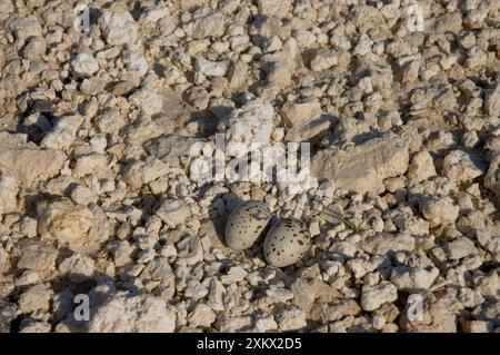 Das kleinste Ternennest mit Eiern Stockfoto