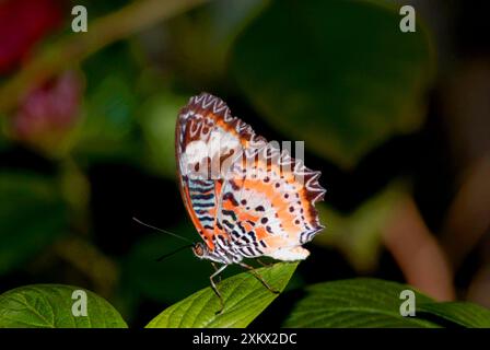 Roter Schmetterling Mit Schnürung. Stockfoto