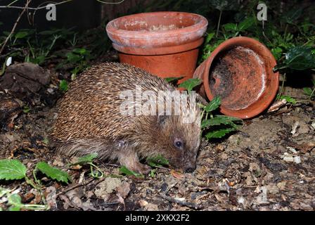 Igel - im Garten Stockfoto