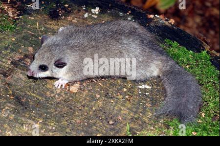 Fett / Essbares Dormaus - mit abgeschnittenem Schwanz, Stockfoto