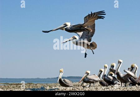 Brauner Pelikan - 2 fliegen über kleine Herde auf Sandspieß. Stockfoto