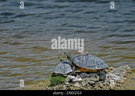 Florida Red-Belly / Rotbelly Schildkröten, die sich auf Felsen sonnen Stockfoto