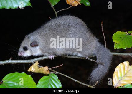 Fett / Essbares Dormaus - in Buche, für den Winter gemästet Stockfoto