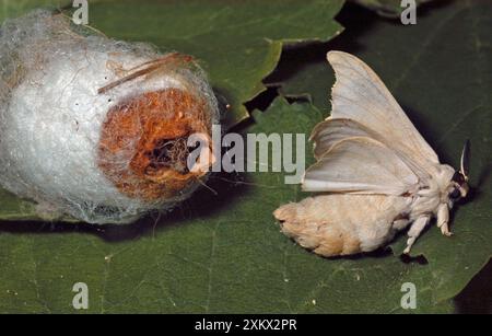 Adultes männliches Seidenmoth, das aus Kokkon hervorgeht Stockfoto