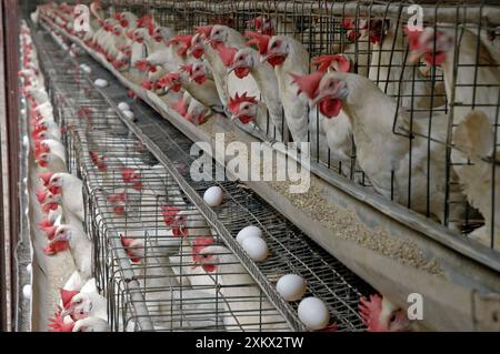 Hühnerfarm, Südindien, Eierproduktionseinheit Stockfoto