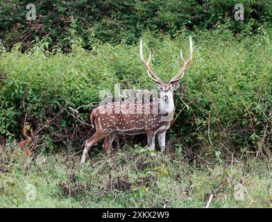 Chital/Spotted Deer/Achsenhirsch – Hirsch Stockfoto