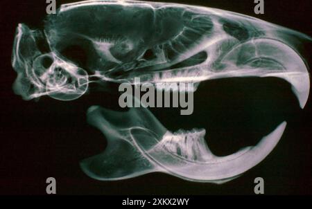 Röntgenbild des braunen / gewöhnlichen / norwegischen Rattenschädels Stockfoto