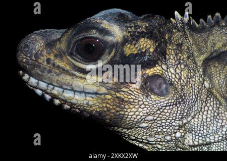 Philippinische Segelflosse - Gesicht Stockfoto