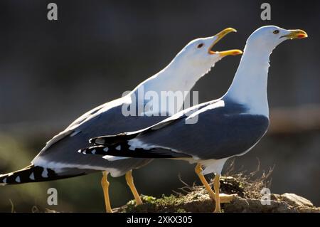 Gelbbeinmöwe / Kaspische Möwe - Erwachsener Winter Stockfoto