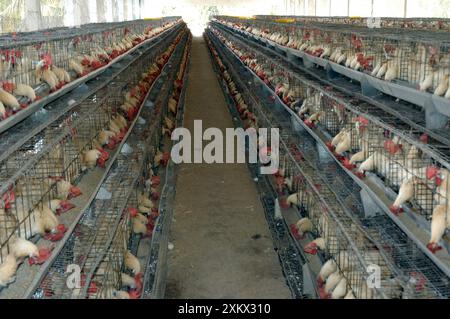 Hühnerfarm, Südindien, Eierproduktionseinheit Stockfoto