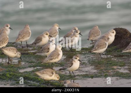 Sanderling am Meer im Wintergefieder Stockfoto