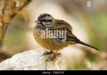 Rock Bunting - weiblich, Februar Stockfoto