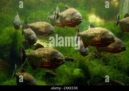 Red Piranha - Süßwasserfische Stockfoto