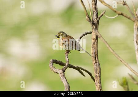 Cirl Bunting - Erwachsene männlich, Februar Stockfoto