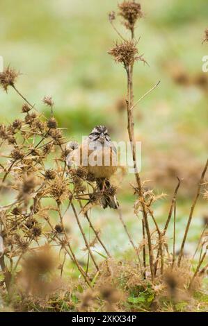 Rock Bunting - weiblich, Februar Stockfoto