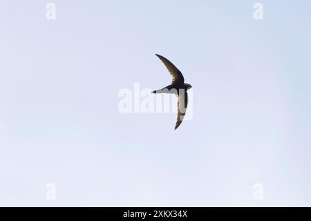 Common Swift – im Flug. Stockfoto