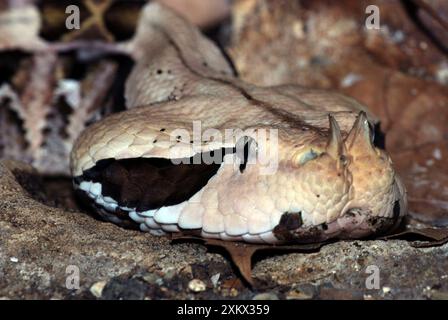 Gaboon Viper – Farben, die zum Waldboden passen Stockfoto