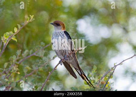 Größere gestreifte Schwalbe - auf Barsch Stockfoto