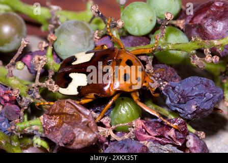 Zick-Zack Fruit Chafer, angezogen von überreifen Trauben Stockfoto