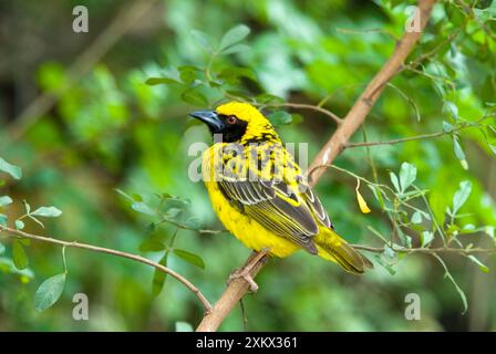 Dorf / gepunkteter Weaver - männlich auf Barsch Stockfoto