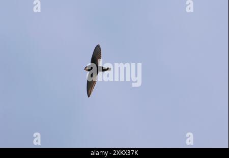 Little Swift - im Flug Stockfoto