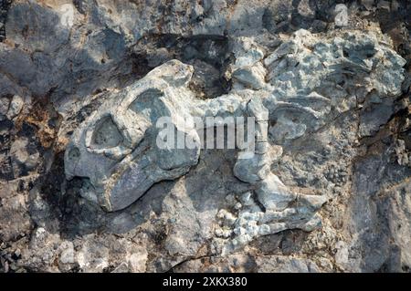 Fossilisiertes Skelett von Diictodon - Säugetierähnliche Stockfoto