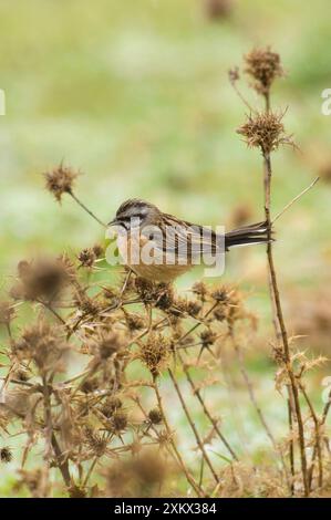 Rock Bunting - weiblich, Februar Stockfoto